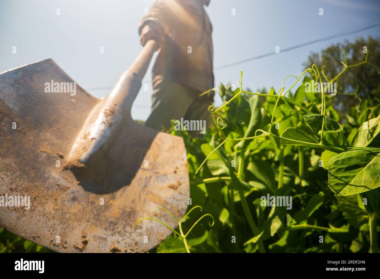 The farmer stands with a shovel in the garden at the farm. Gardening ...