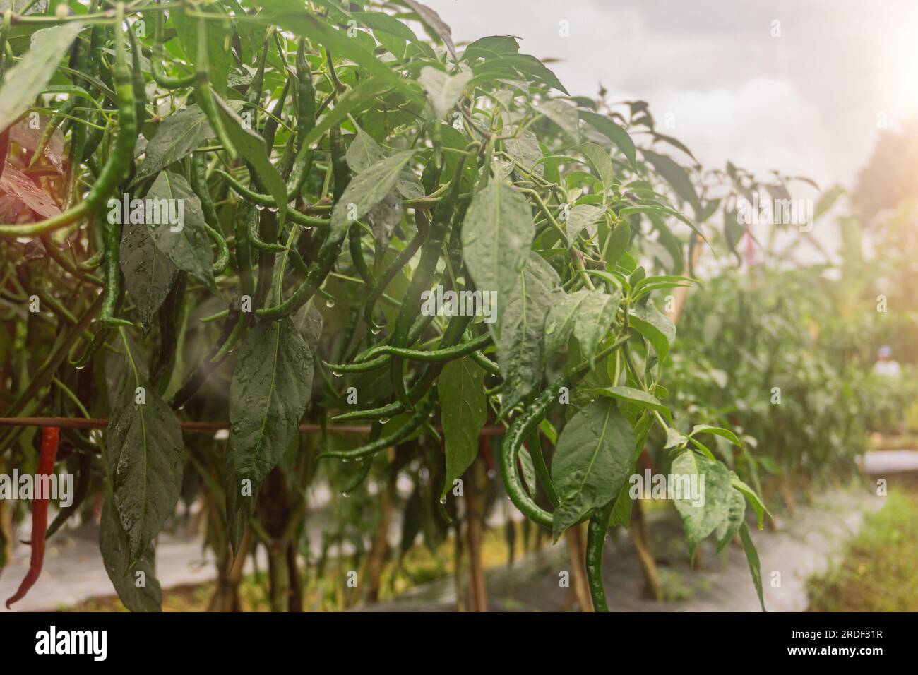Green chili agriculture field in Indonesia, Green chili plant Stock Photo Alamy