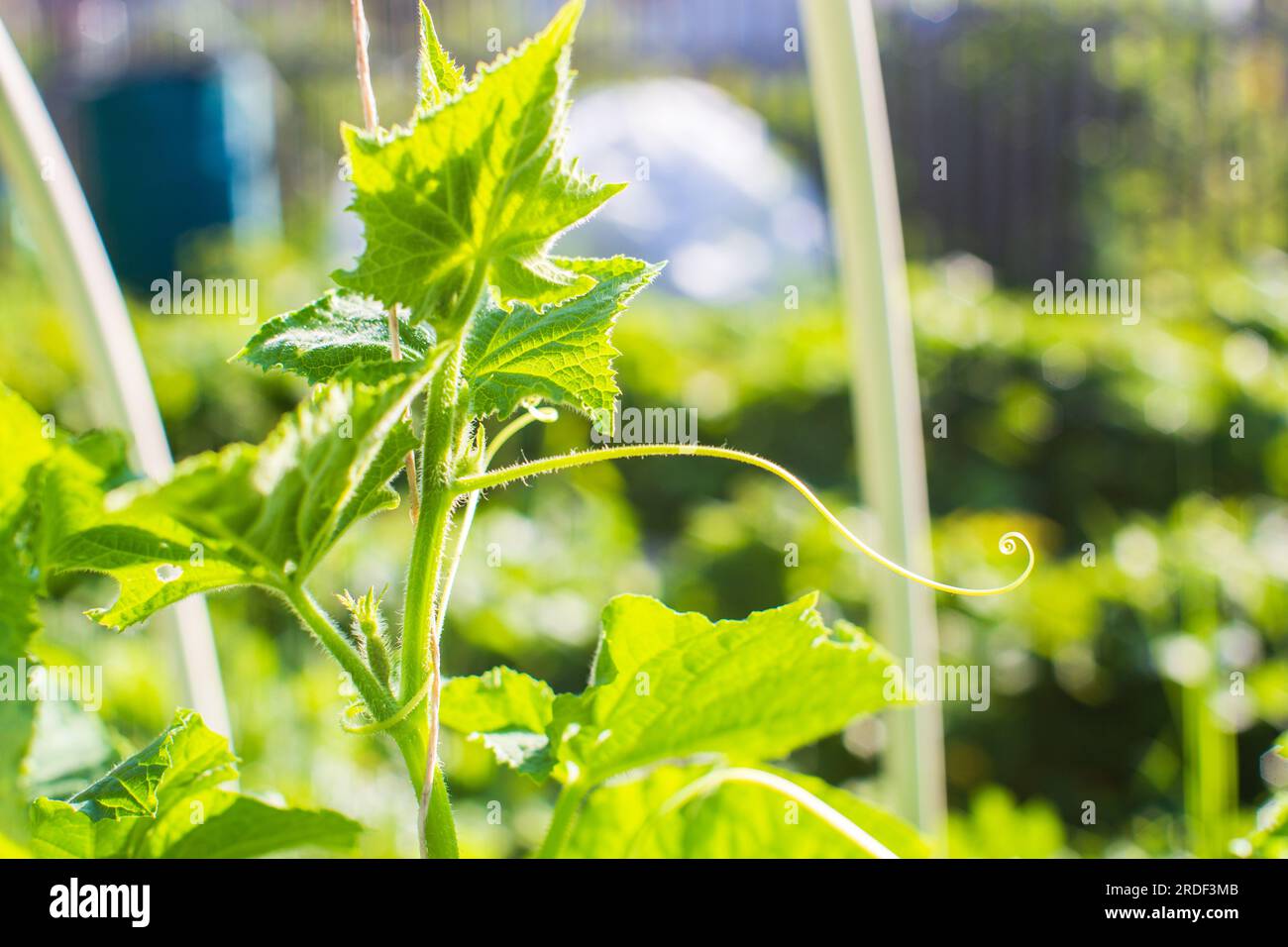 The farmer ties up the plants in the vegetable garden at the farm