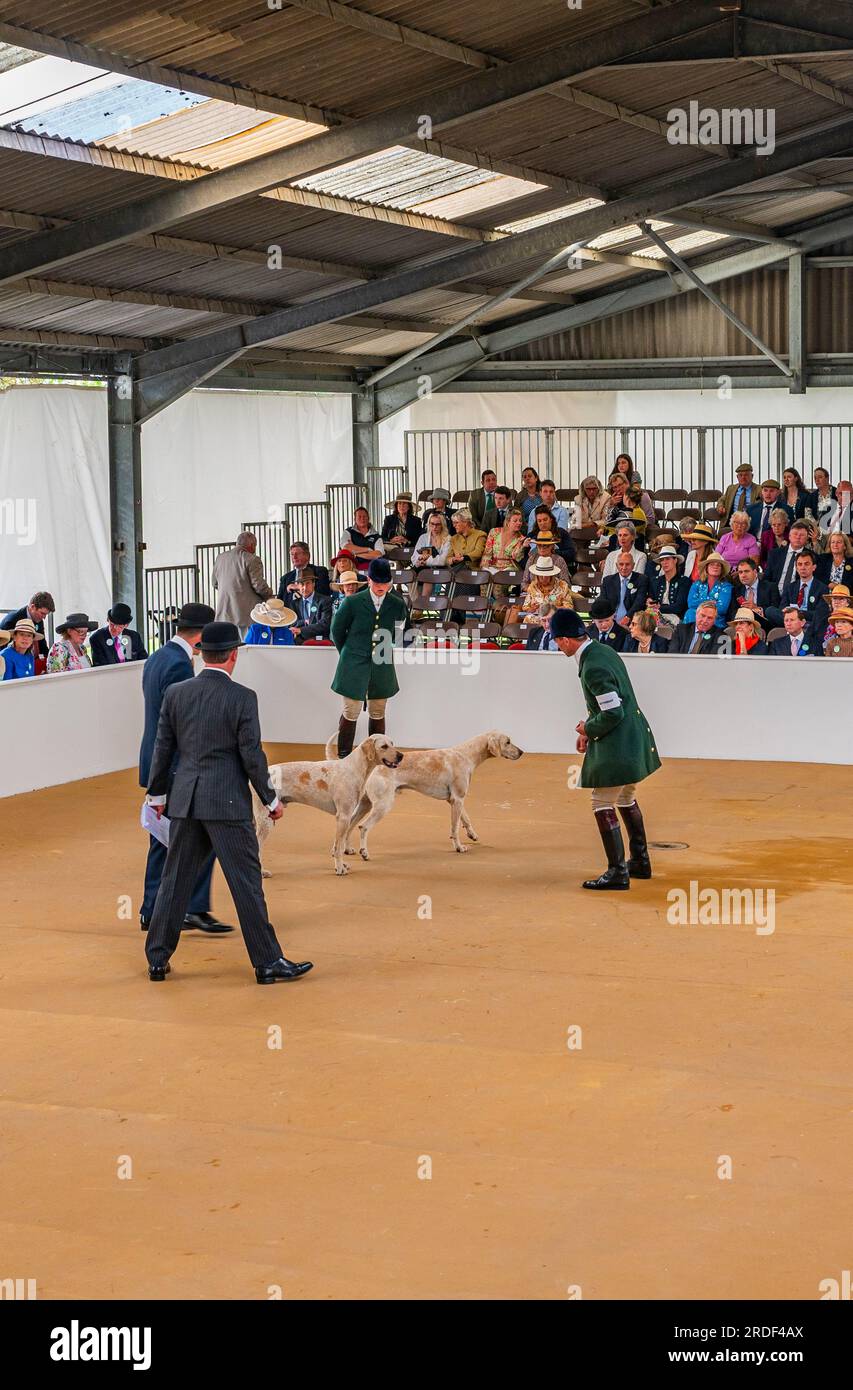 The Showground, Peterborough, UK – In addition to Fox Hounds the Festival of Hunting celebrates Beagles, Harriers, and Basset Hounds making it one of the largest working scent hound shows in the world Stock Photo