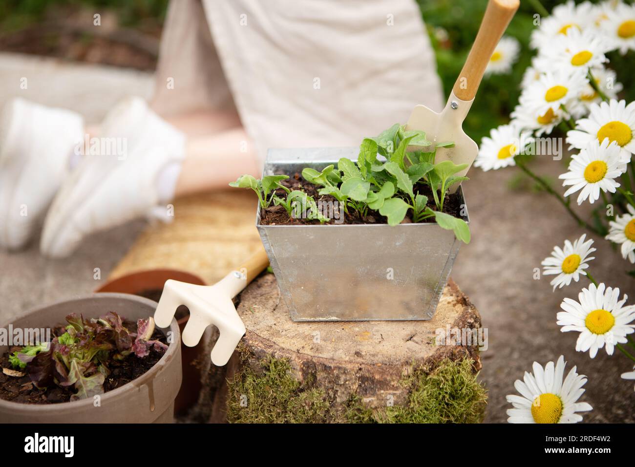 Girl planting flowers to grow in garden Stock Photo Alamy