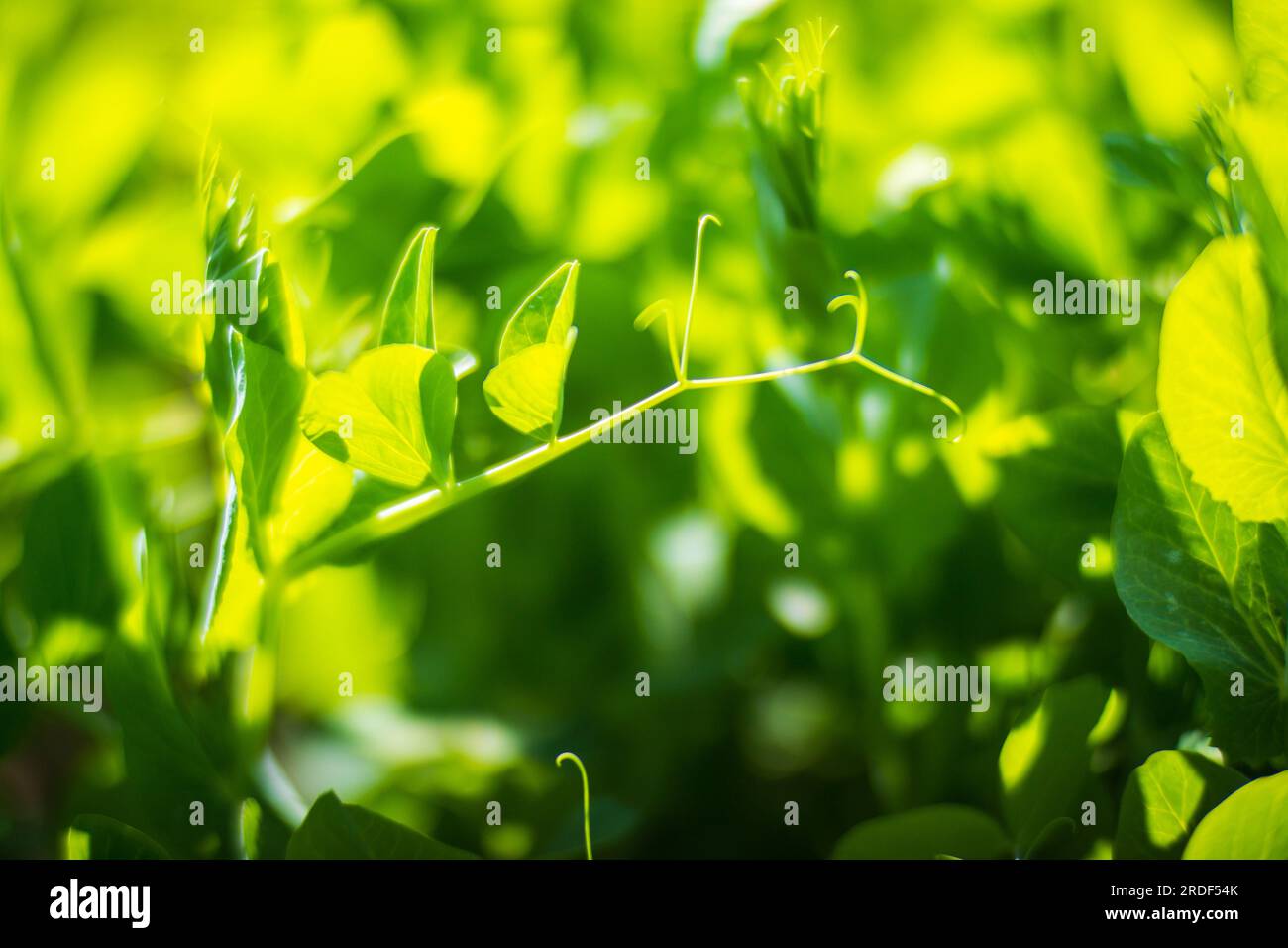 Stem and leaves of pea close-up in the farm. Green fresh natural food ...