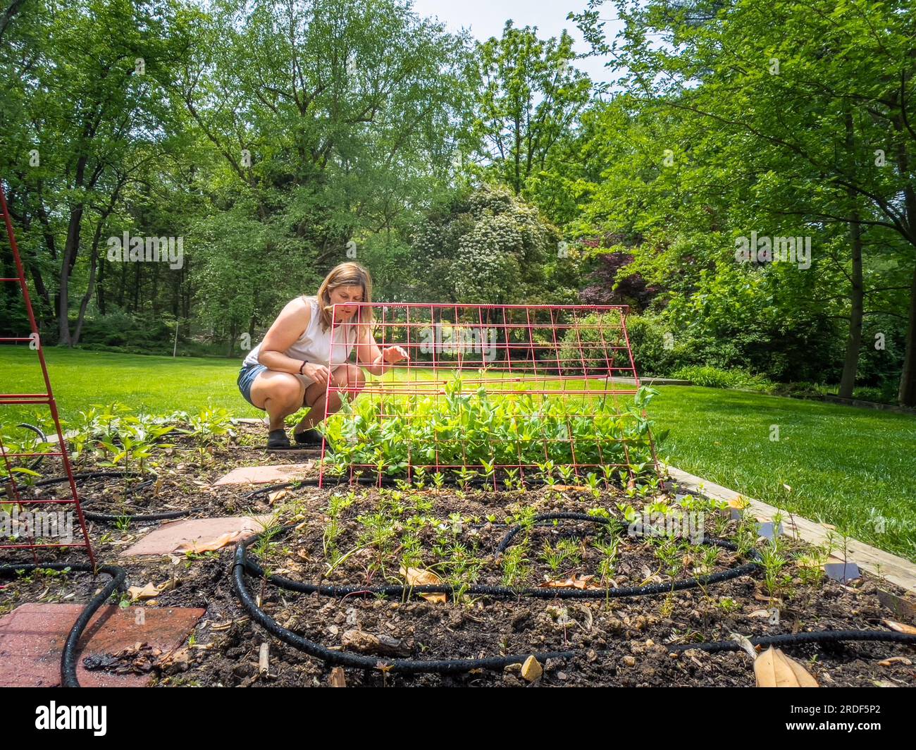 Woman tending to backyard garden. Stock Photo