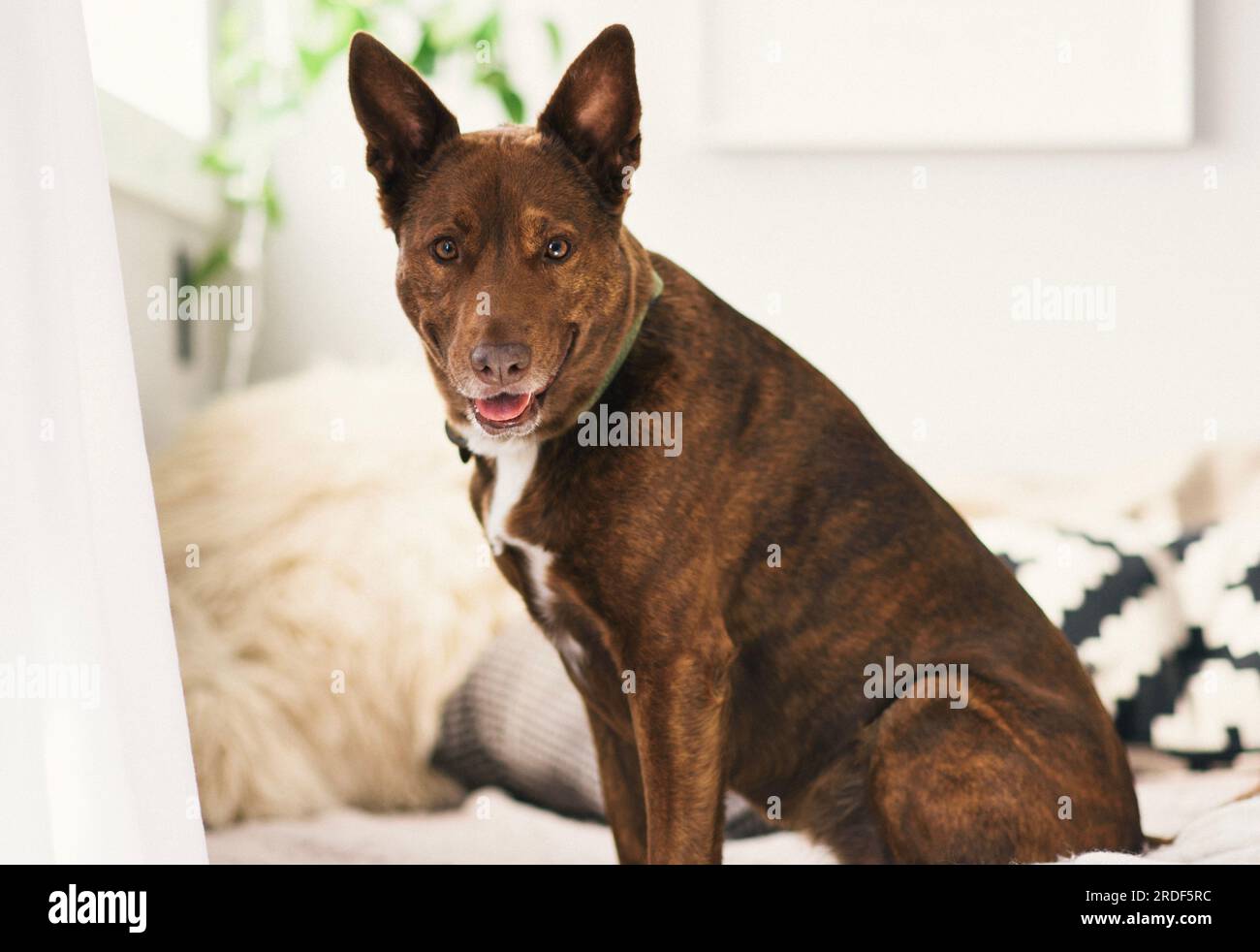 Australian Kelpie Sitting On Bed in Stylish Home Stock Photo Alamy