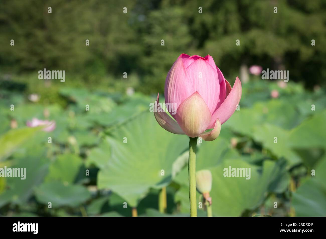 Closed lotus flower hi res stock photography and images Alamy