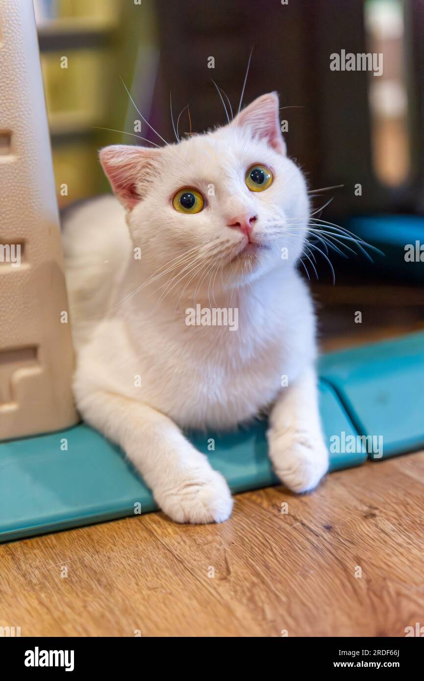 A cute looking white indoor cat lying down Stock Photo