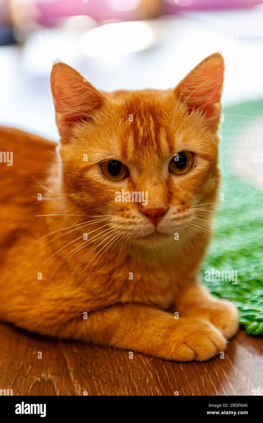A cute ginger cat resting Stock Photo