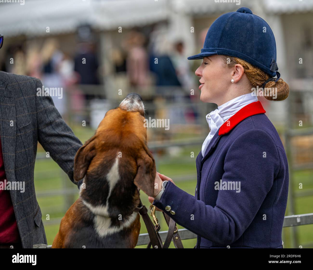 The Showground, Peterborough, UK – In addition to Fox Hounds the Festival of Hunting celebrates Beagles, Harriers, and Basset Hounds making it one of the largest working scent hound shows in the world Stock Photo