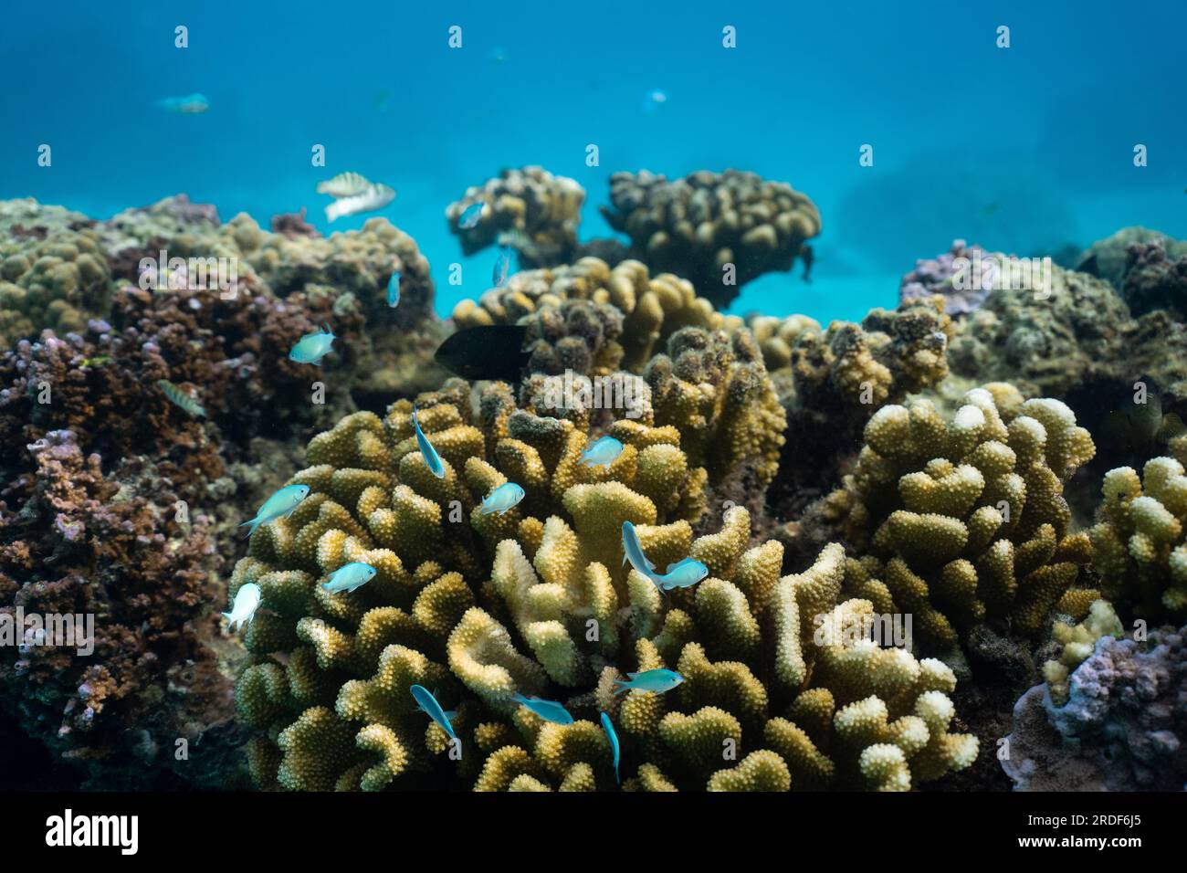 Underwater picture of fish and corals in French Polynesia Stock Photo