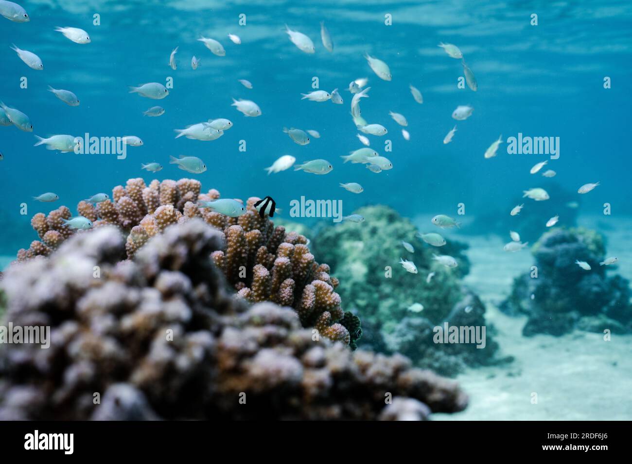 Underwater life in French Polynesia Stock Photo Alamy