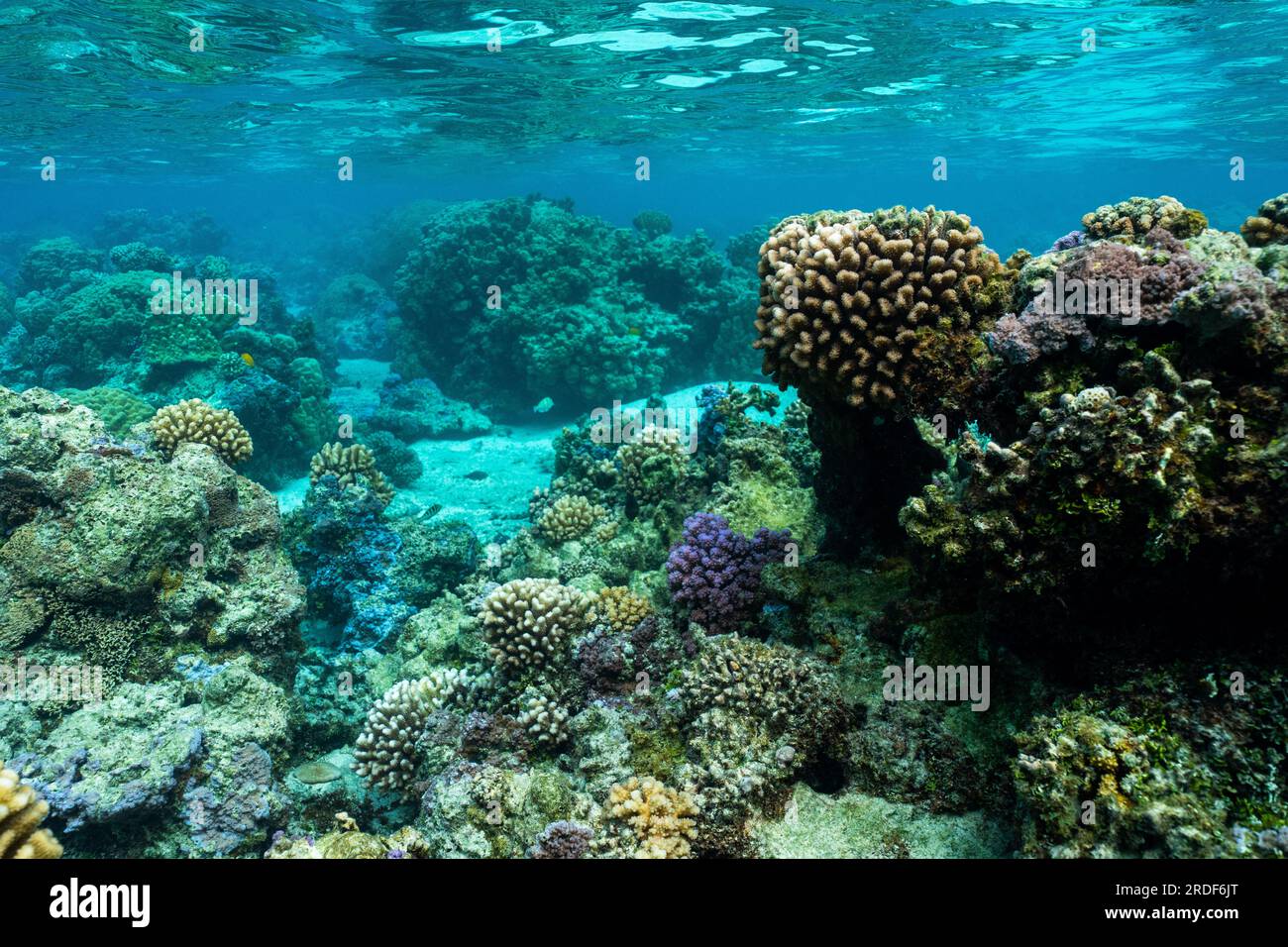 Underwater picture of healthy coral in french polynesia Stock Photo