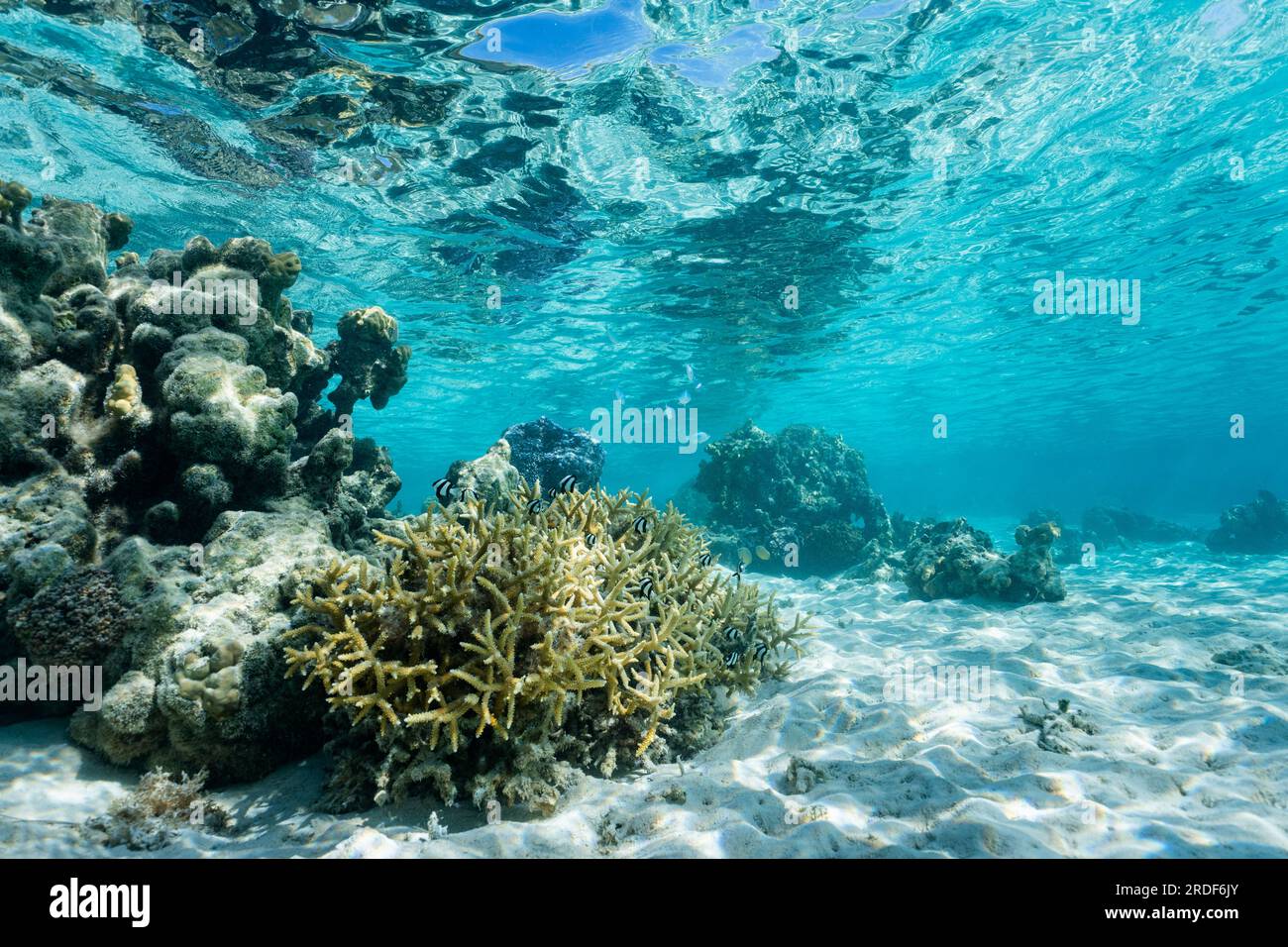Underwater picture of pacific ocean french polynesia Stock Photo