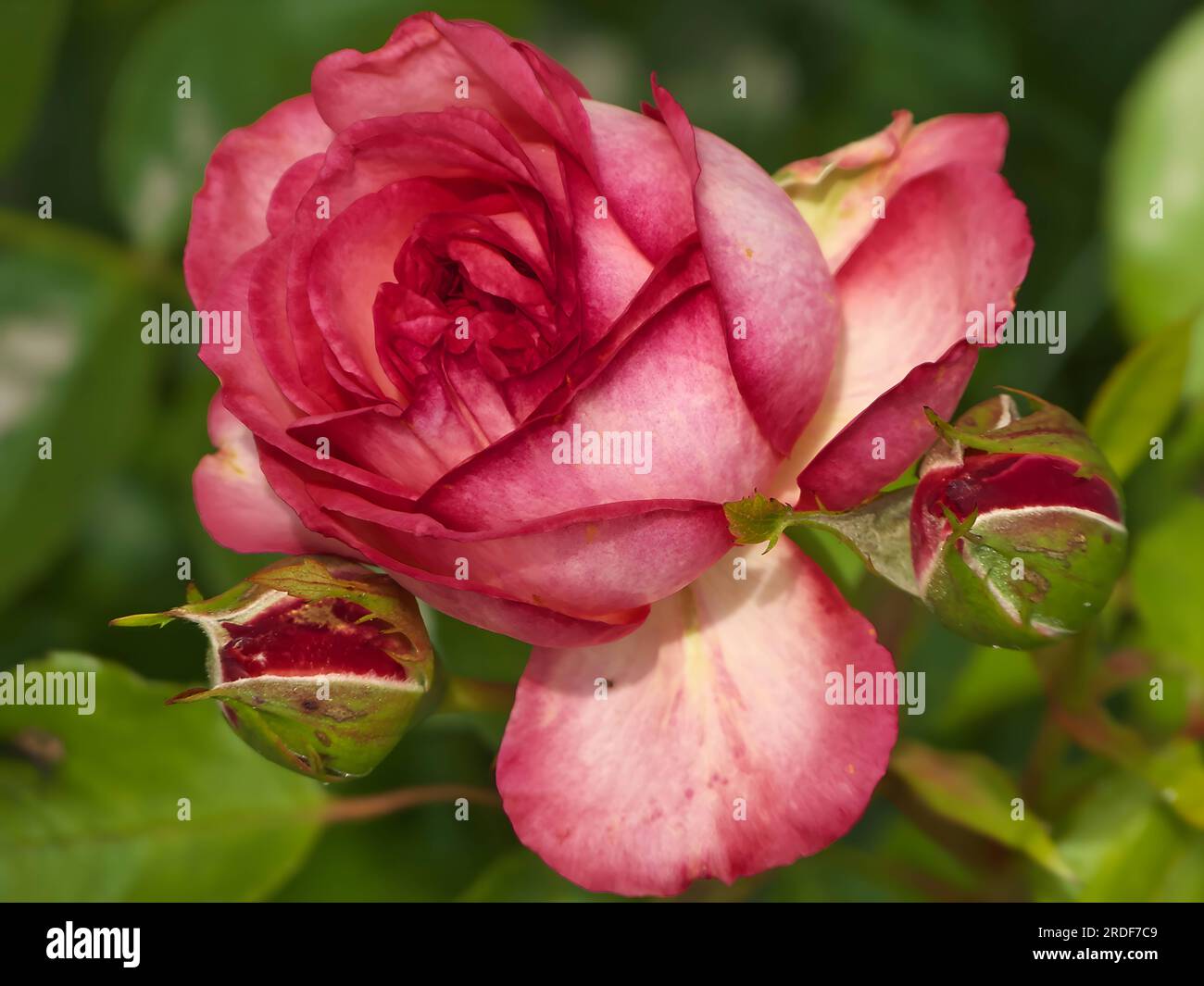 Pink rose, close up photo. Stock Photo