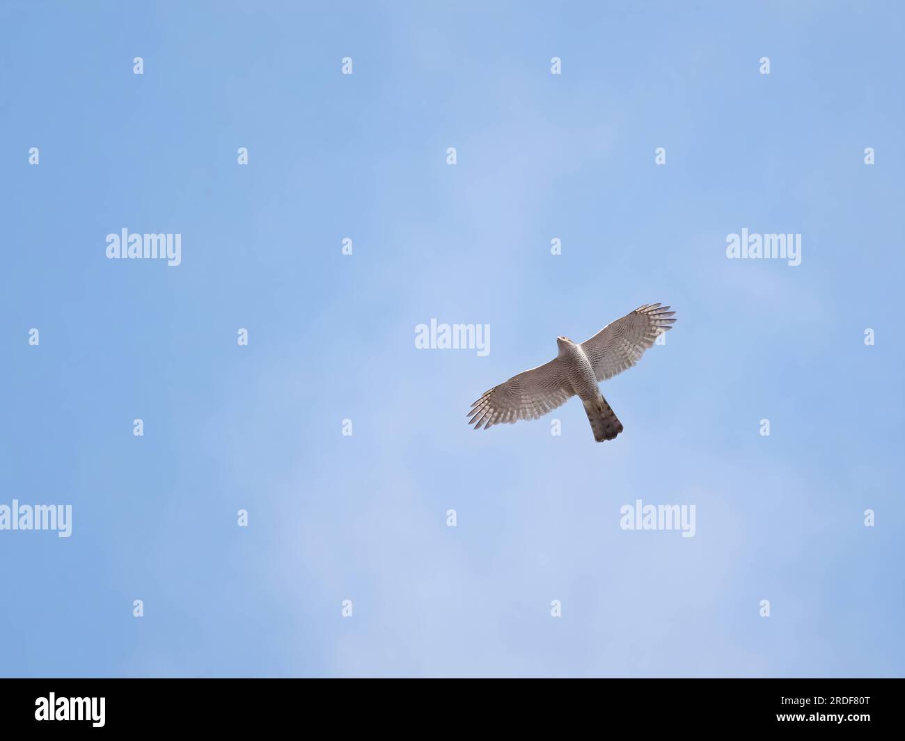 Eurasian sparrowhawk in flight against the sky. Stock Photo