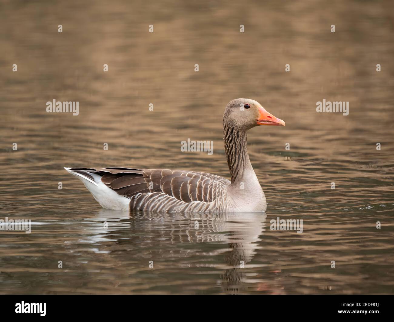 Goose Reed Background reeds wild geese hi-res stock photography and images - Alamy