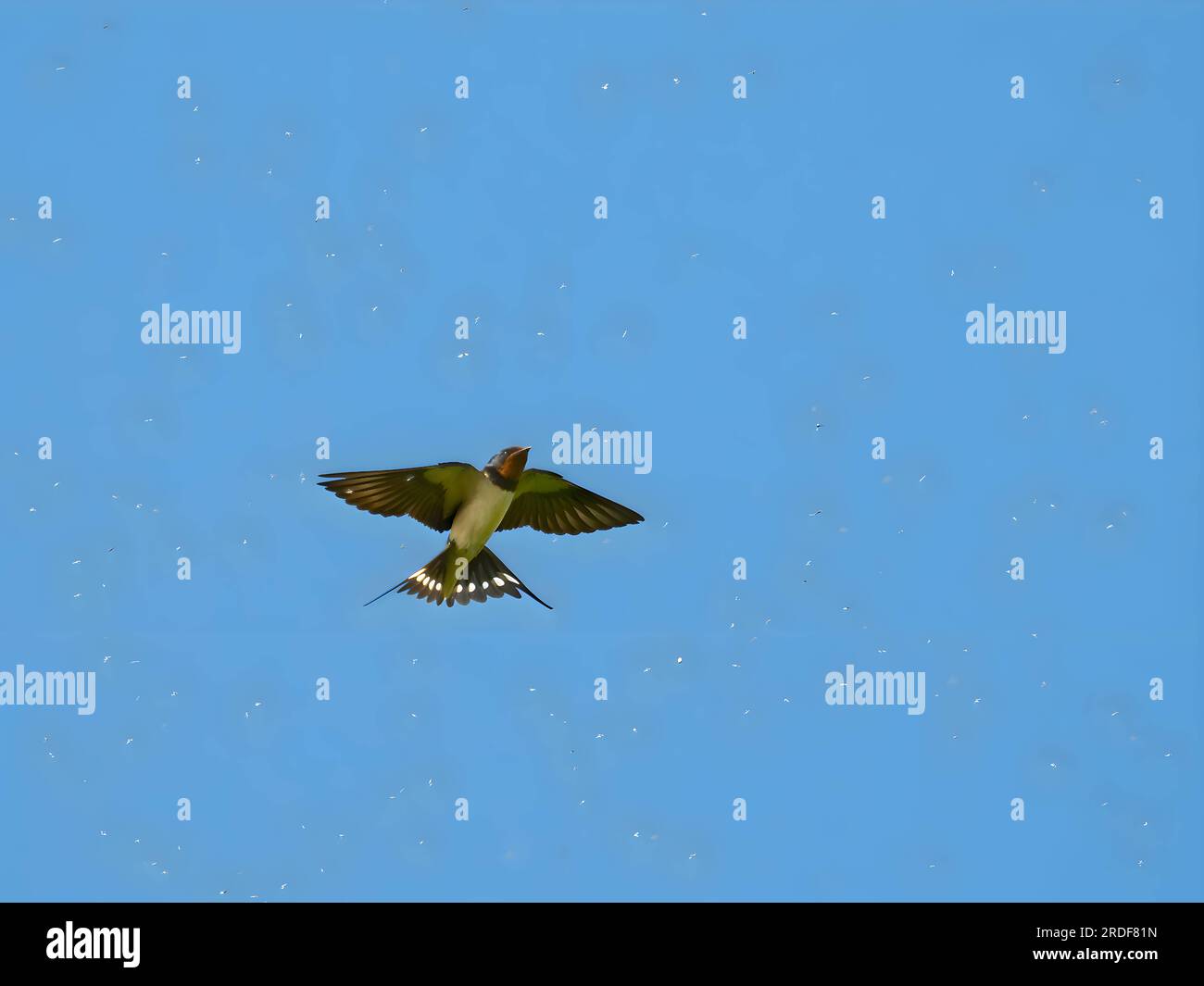 Barn swallow flight hi-res stock photography and images - Alamy