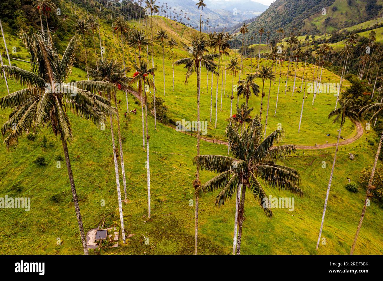 Wax palms largest palms in the world, Cocora valley, Unesco site coffee