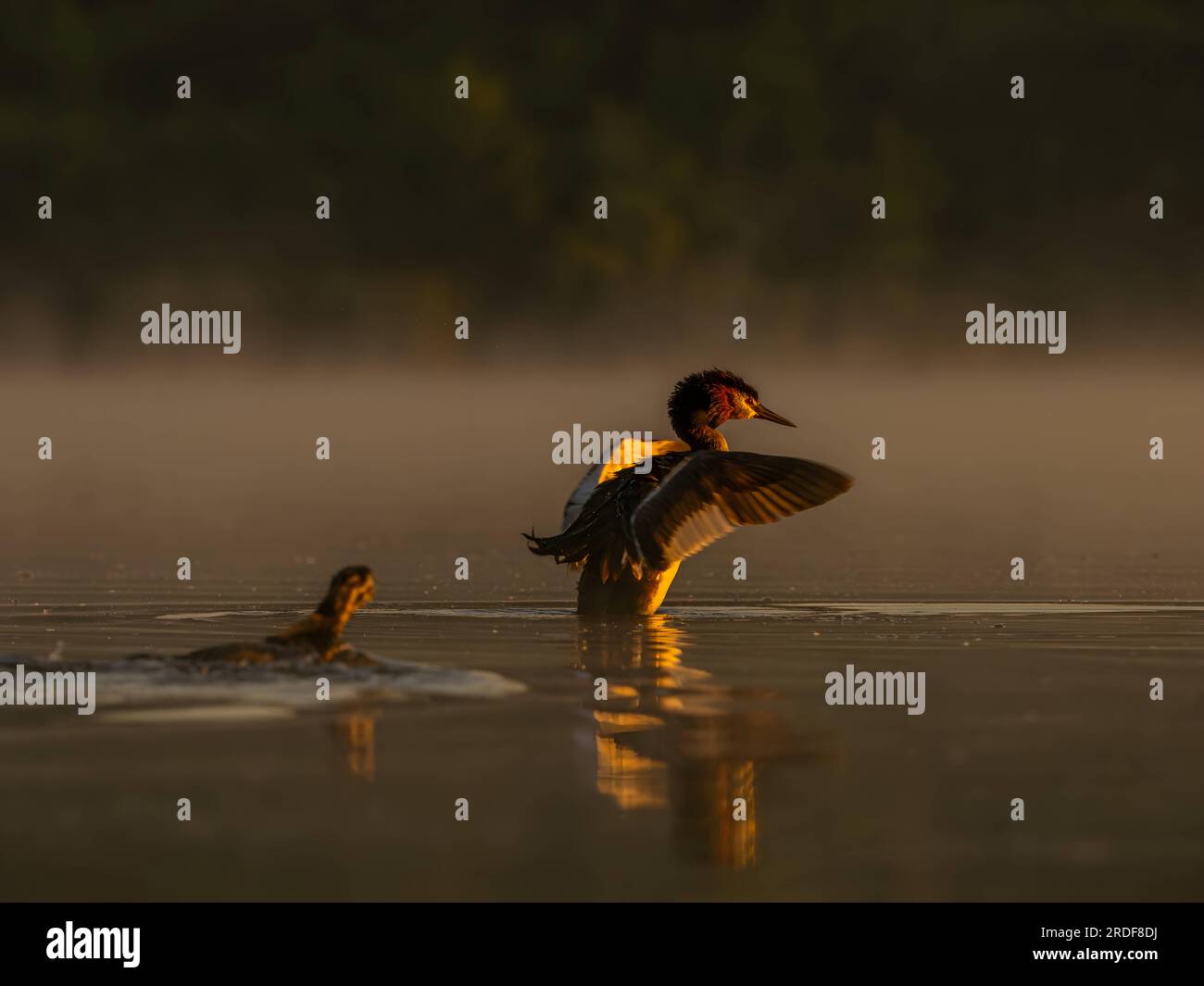 Great Crested Grebe preparing for flight Stock Photo - Alamy