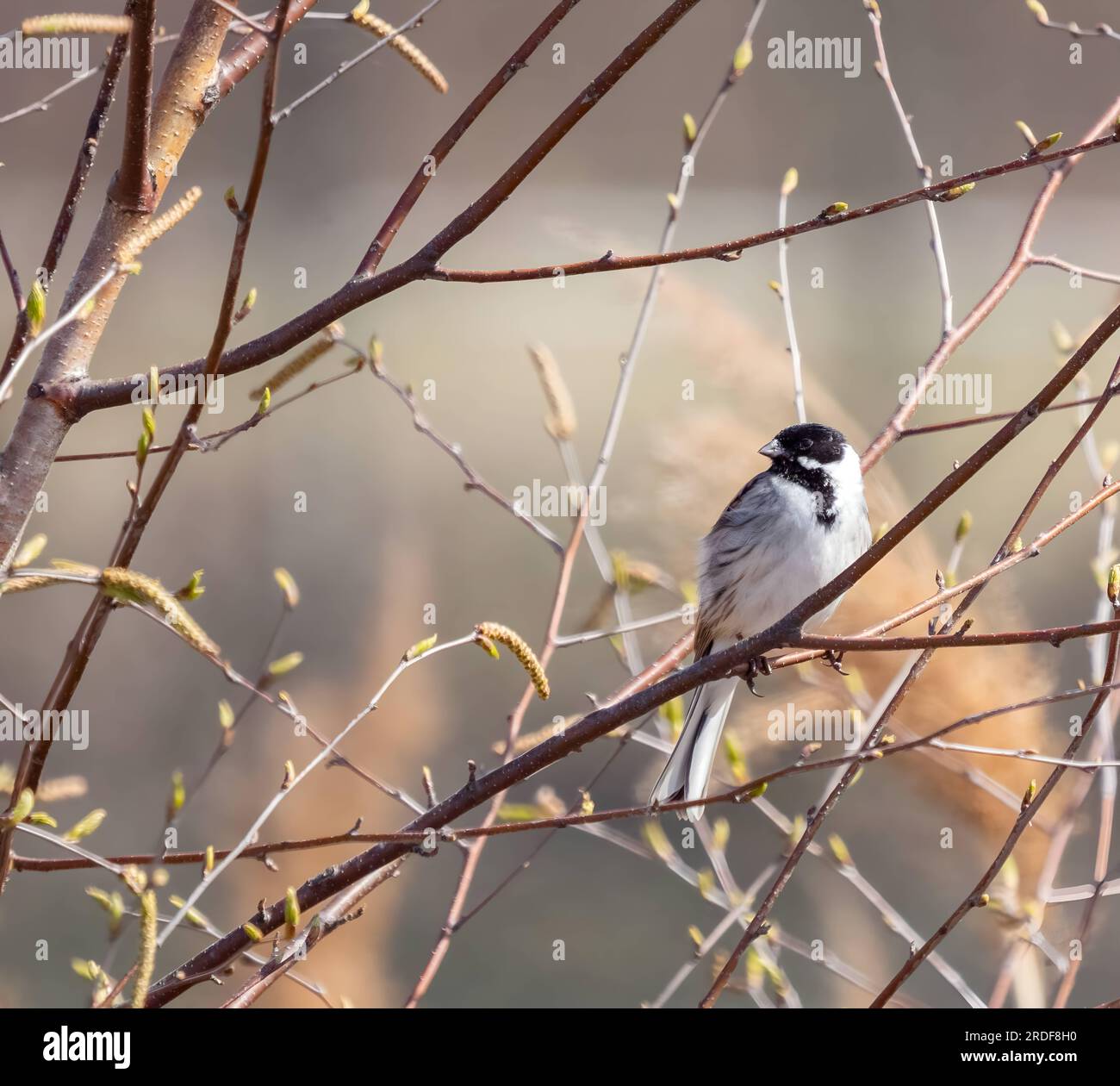 Common reed bunting on a tree branch Stock Photo Alamy