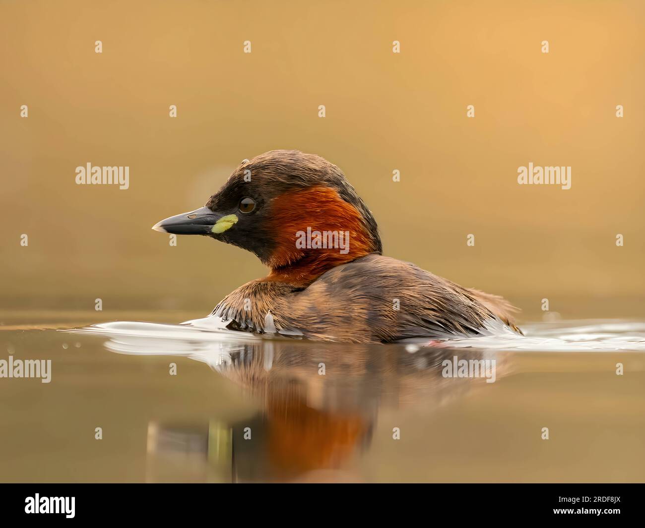 Little grebe in the water, close-up photo. Stock Photo