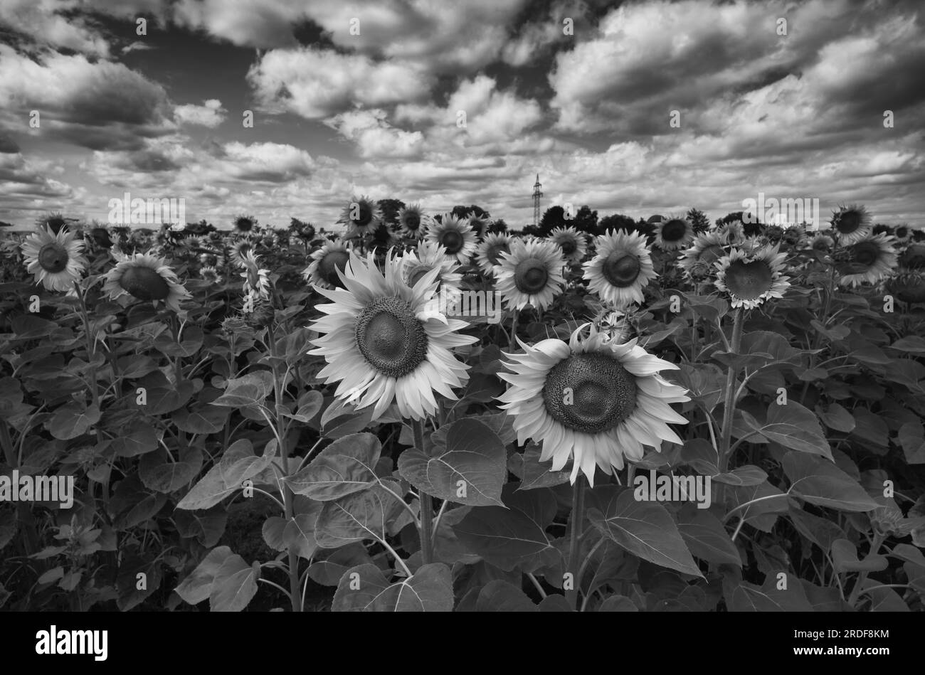 Black and white sunflower hi-res stock photography and images - Alamy