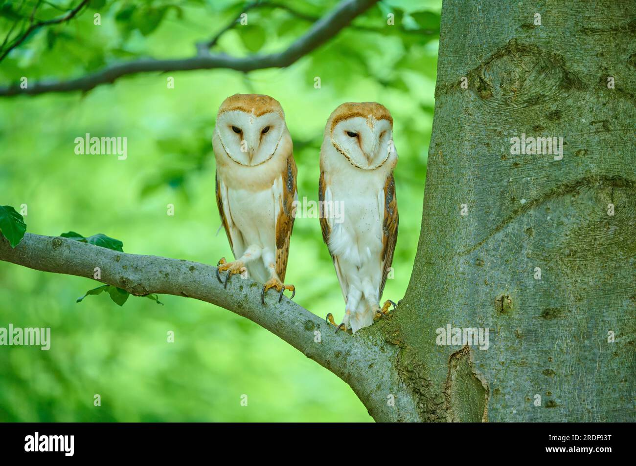 Common barn owl (Tyto alba), two birds sitting in a tree, Bohemian ...