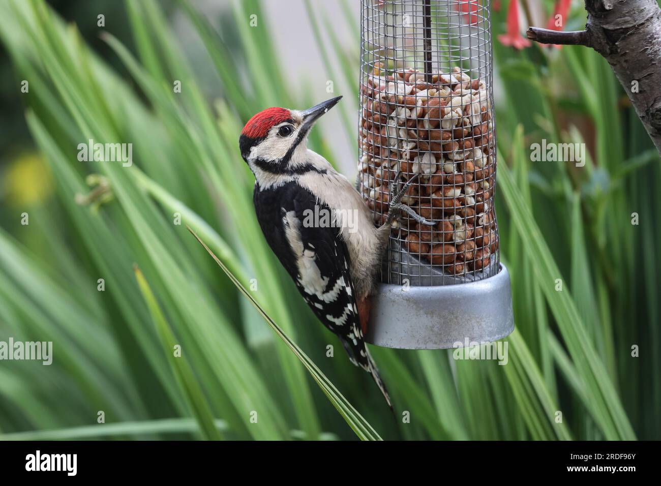 Juvenile Great Spotted Woodpecker (Dendrocopus major) Feeding in a Garden Environment, UK. Stock Photo