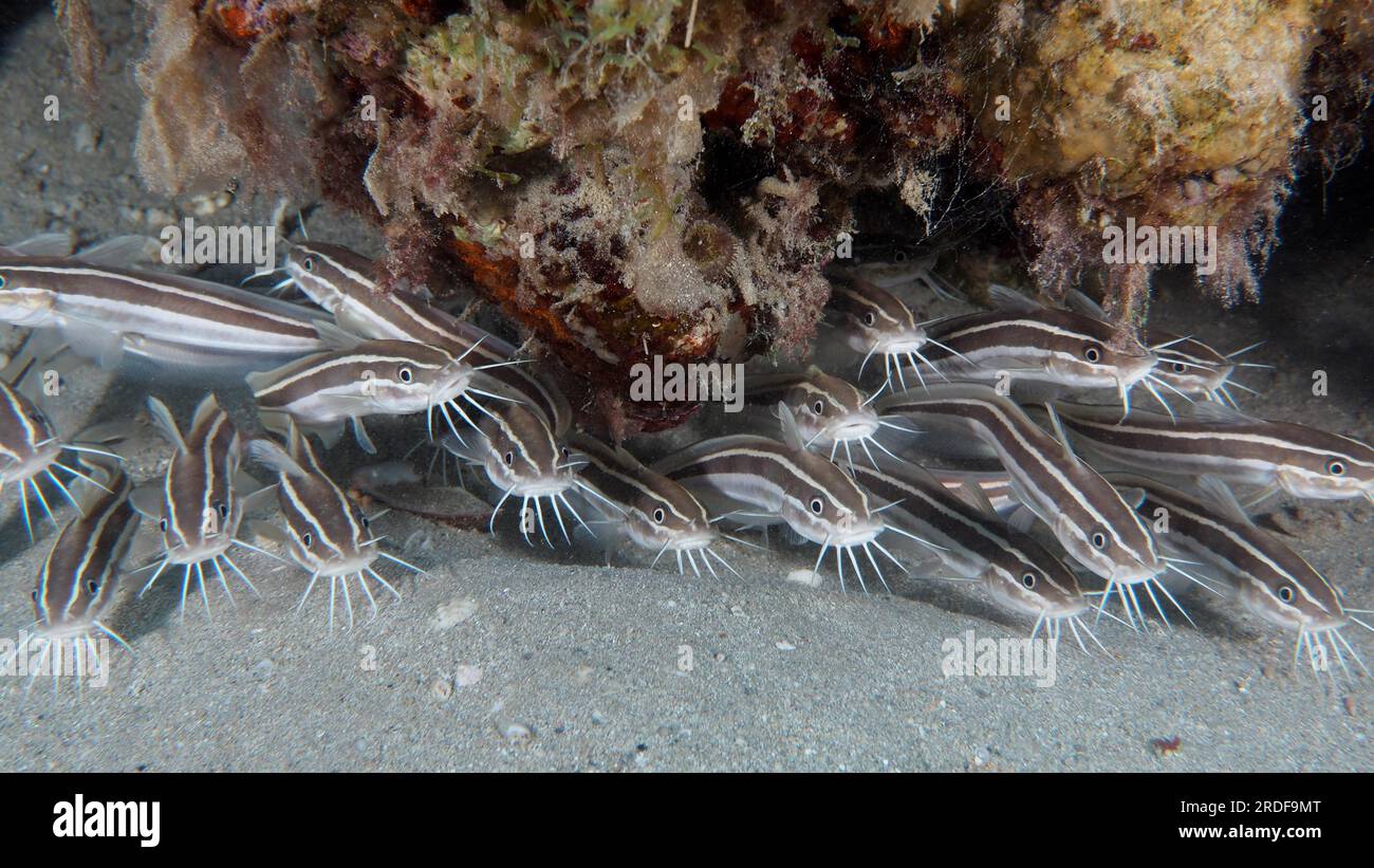 Group, school of striped eel catfish (Plotosus lineatus), juvenile