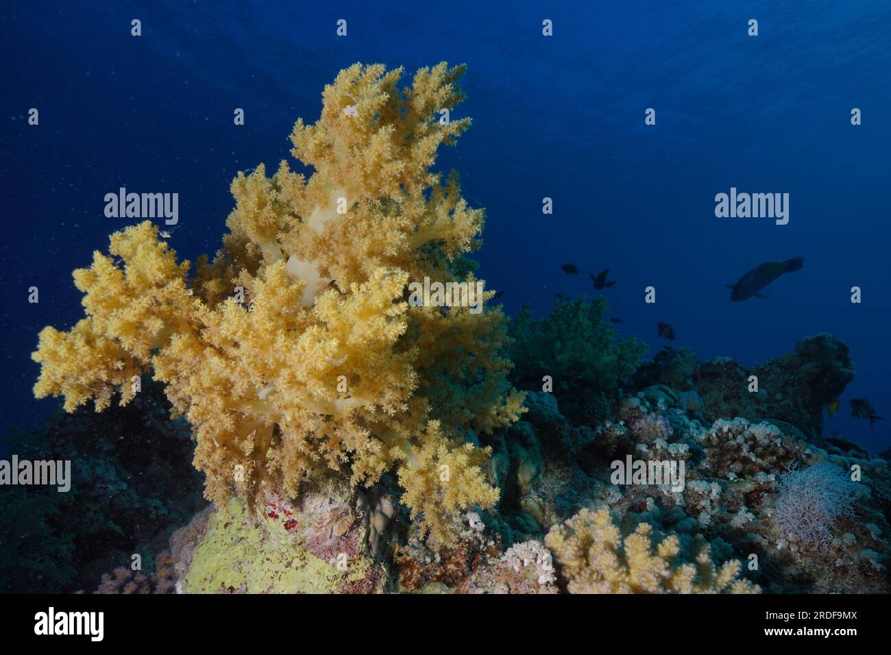 Broccoli tree (Litophyton arboreum), Fury Shoals reef dive site, Red Sea, Egypt Stock Photo
