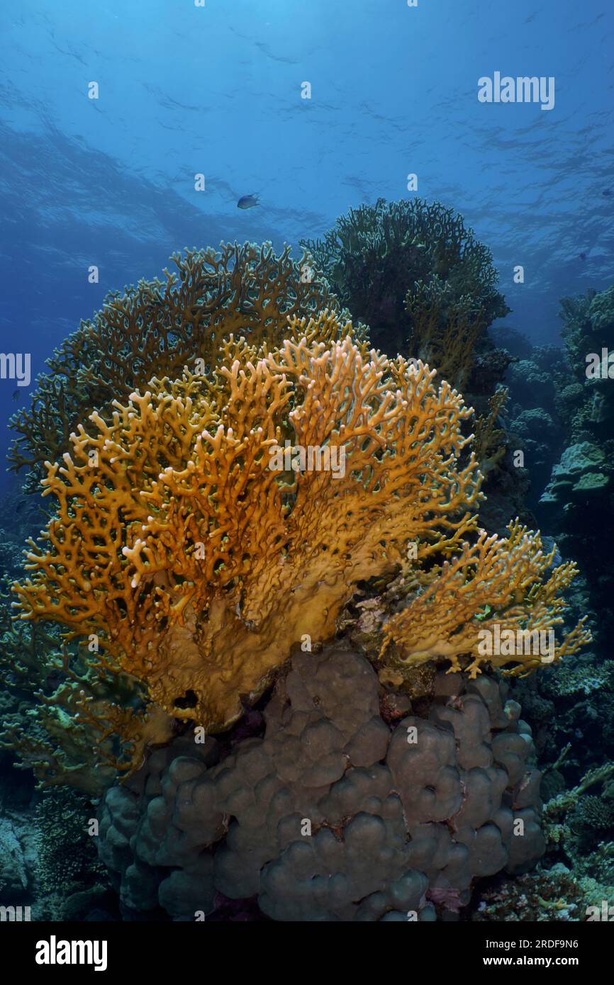 Mesh Fire Coral (Millepora dichotoma), Grid Fire Coral, Dive Site House ...