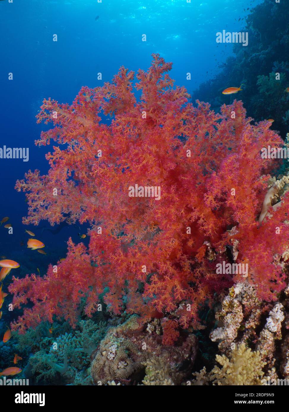 Hemprich's tree coral (Dendronephthya hemprichi), Fury Shoals reef dive ...