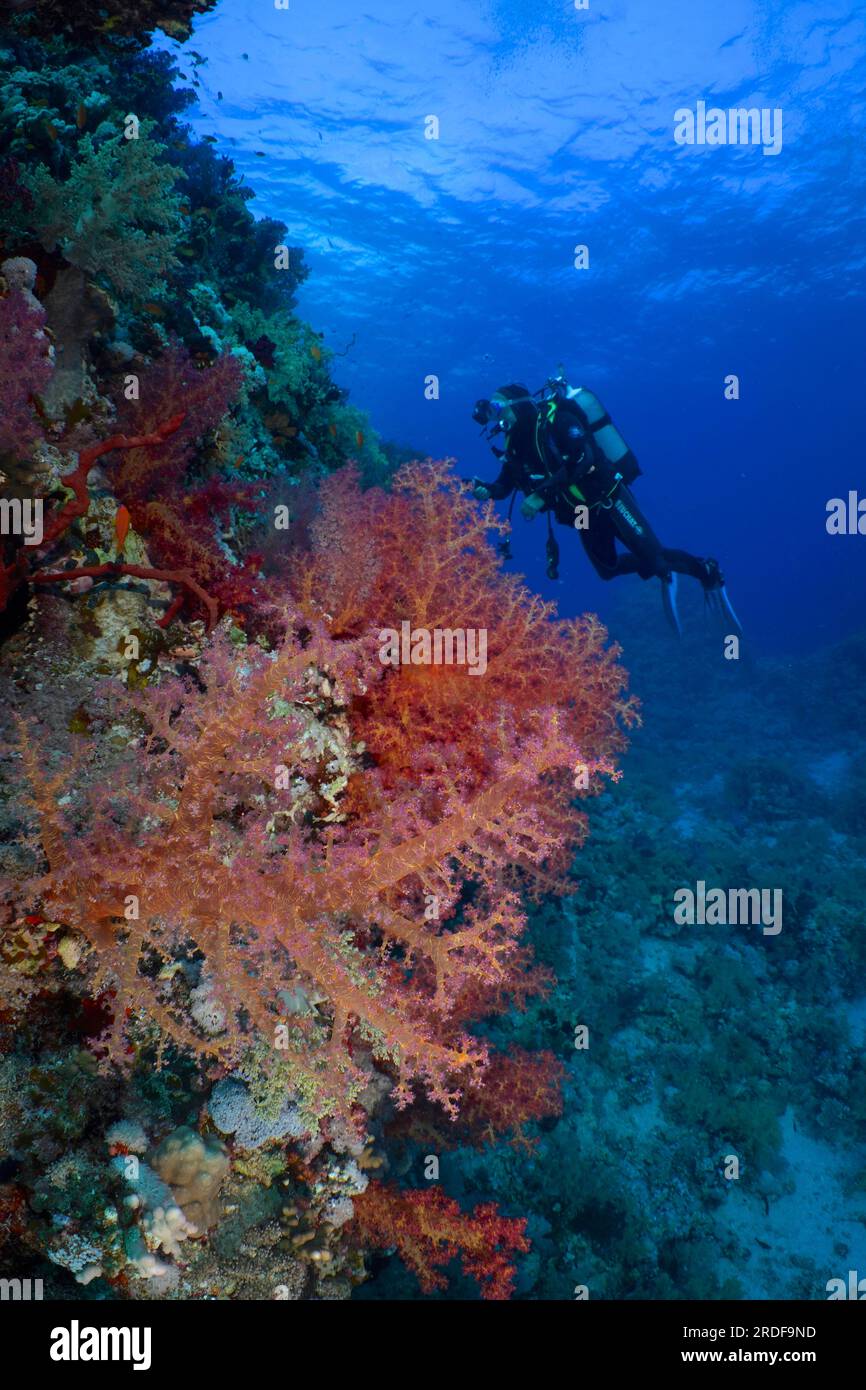 Hemprich's tree coral (Dendronephthya hemprichi), diver in background ...