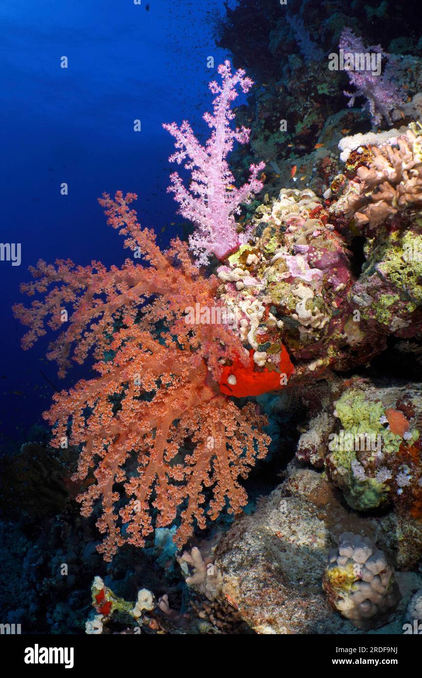Hemprich's tree coral (Dendronephthya hemprichi), various colours, St ...