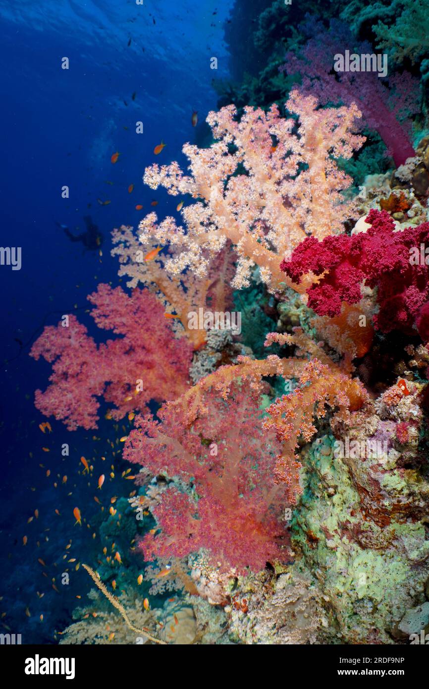 Hemprich's tree coral (Dendronephthya hemprichi), various colours, St ...