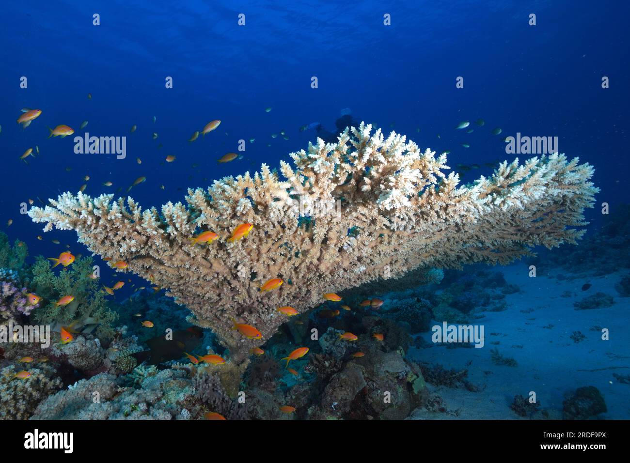 Pharaoh's antler coral (Acropora pharaonis) and shoal, group of sea ...
