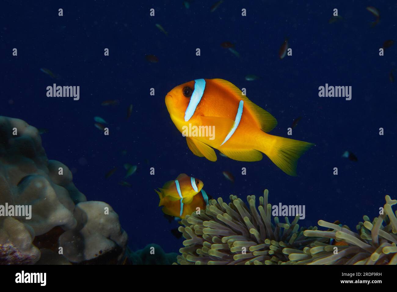 Red sea clownfish (Amphiprion bicinctus), Dangerous Reef dive site, St Johns Reef, Saint Johns, Red Sea, Egypt Stock Photo