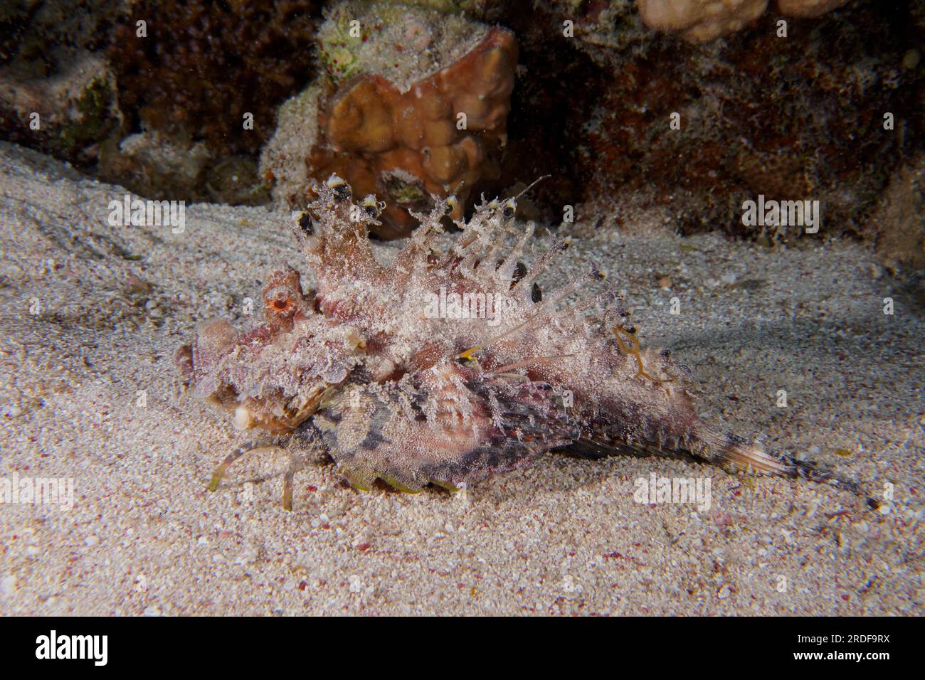 Red Sea Walkman Filament Devilfish (Inimicus filamentosus) Devilfish