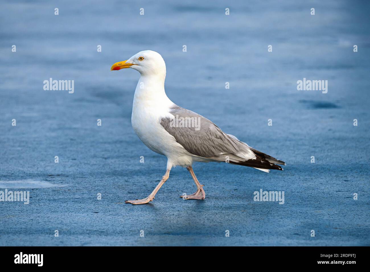 A European Herring Gull (Larus argentatus) on the deck of a ship. Stock Photo