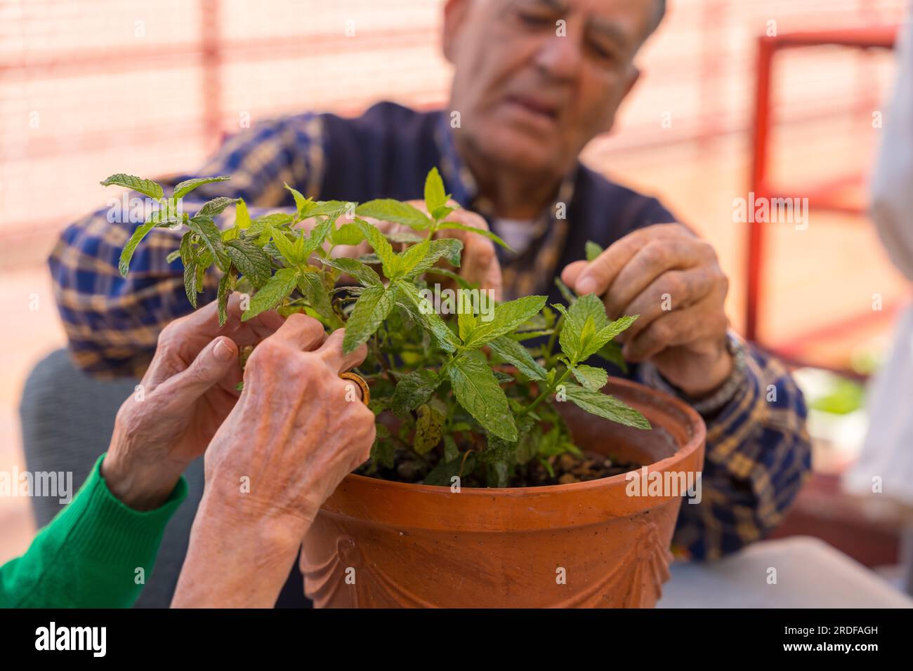 Two elderly people taking care of the flowers in the garden of a nursing home or retirement home, old man and old woman Stock Photo
