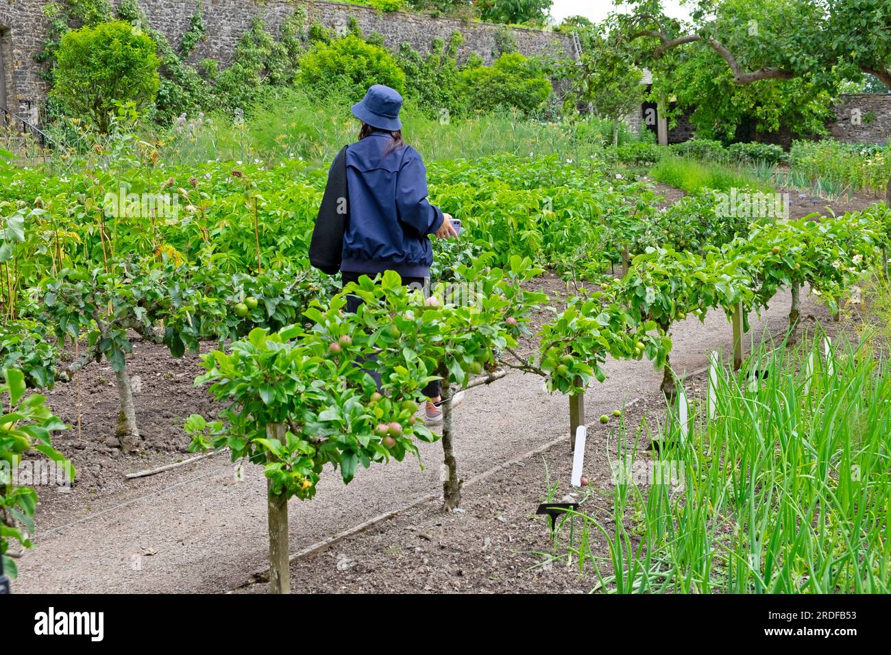 Step-over apple trees and woman walking along garden path looking at vegetable beds at Aberglasney Gardens in summer Dyfed Wales UK 2023   KATHY DEWITT Stock Photo