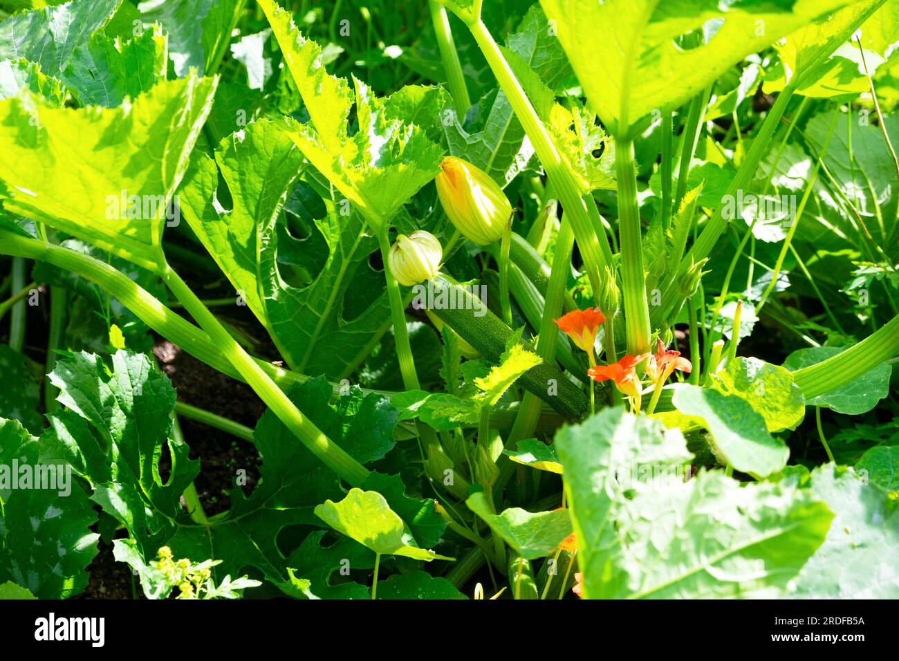 Italian zucchini courgette with flowers growing on plant in garden in