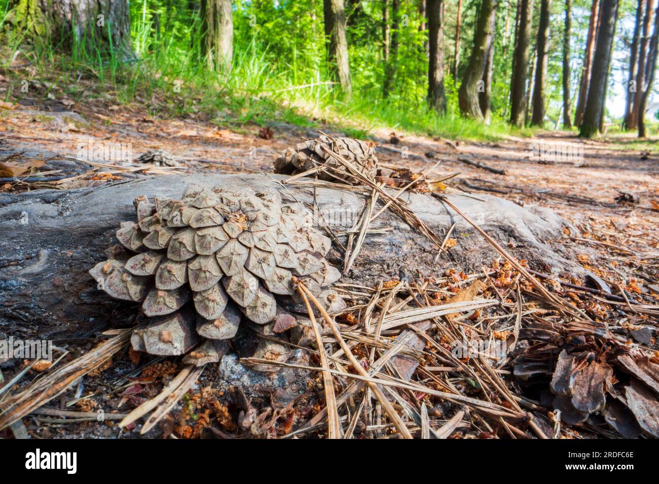 Bump close-up on the ground in the forest. Beautiful natural landscape ...