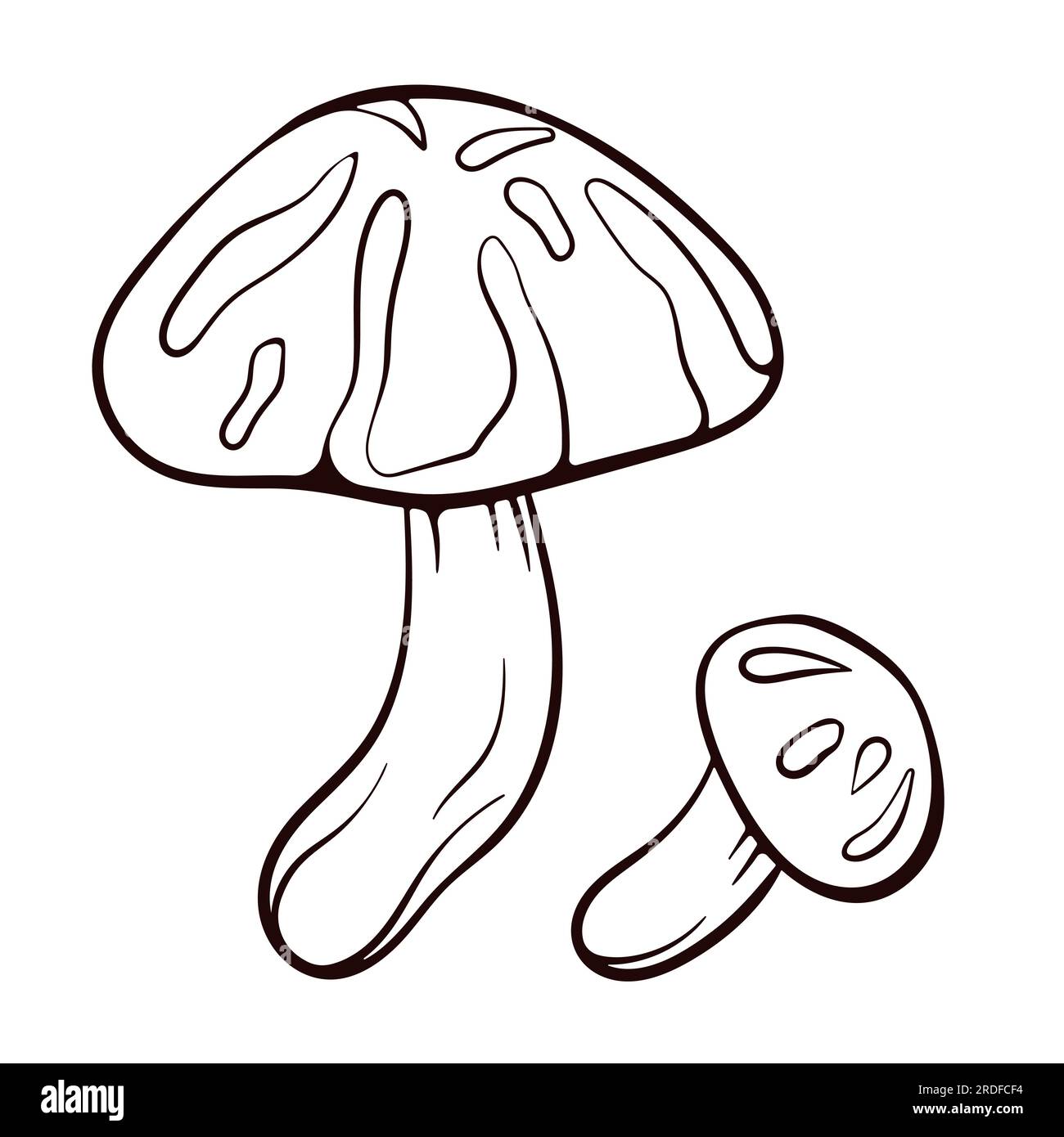 Siitake mushroom in line art style. Engraved mushroom plants, natural