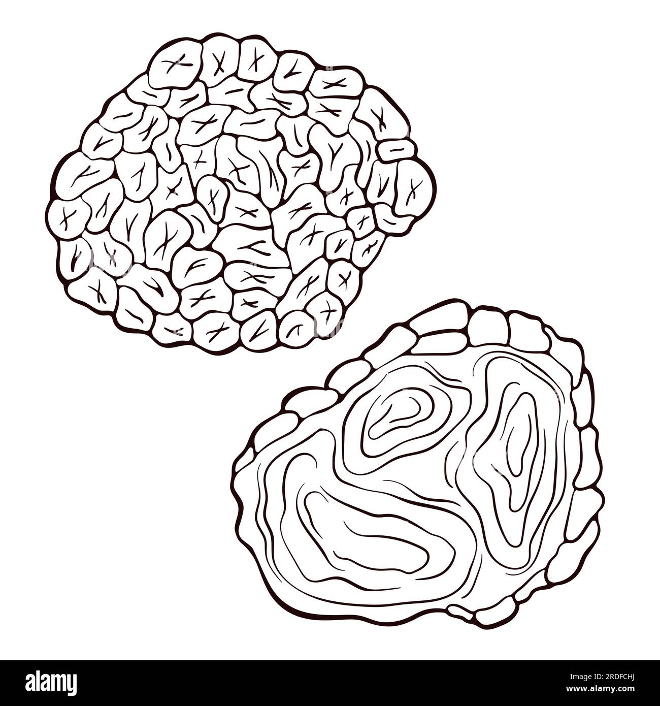 Truffle mushroom in line art style. Sketch mushroom drawing. Vector