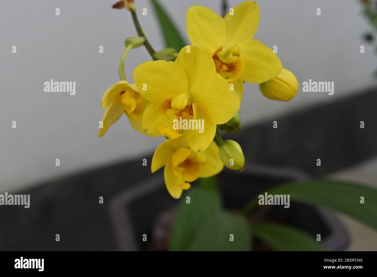 Close up view of a yellow color ground orchid flower (Spathoglottis Kimballiana), the orchid flowers bloomed as a cluster on a pot in the home garden Stock Photo