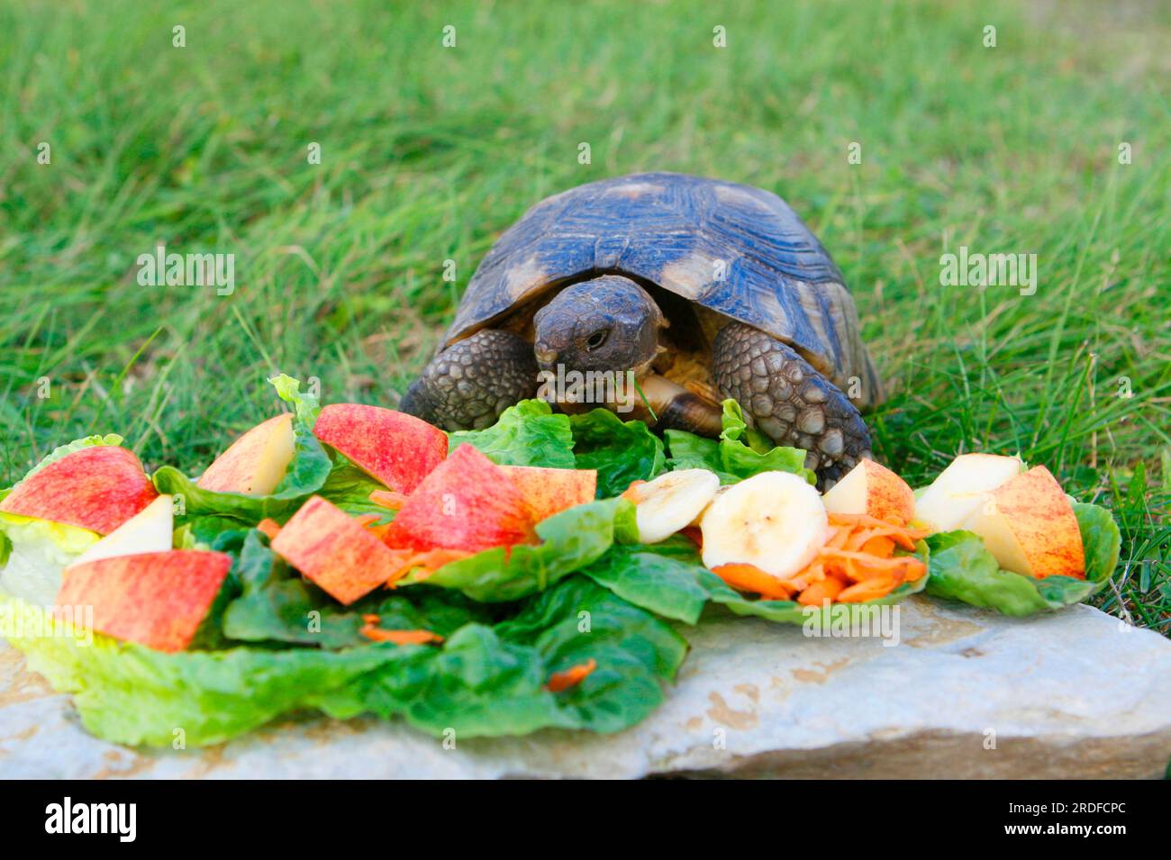 Marginated tortoise (Testudo marginata) eats fruit and vegetables, wide