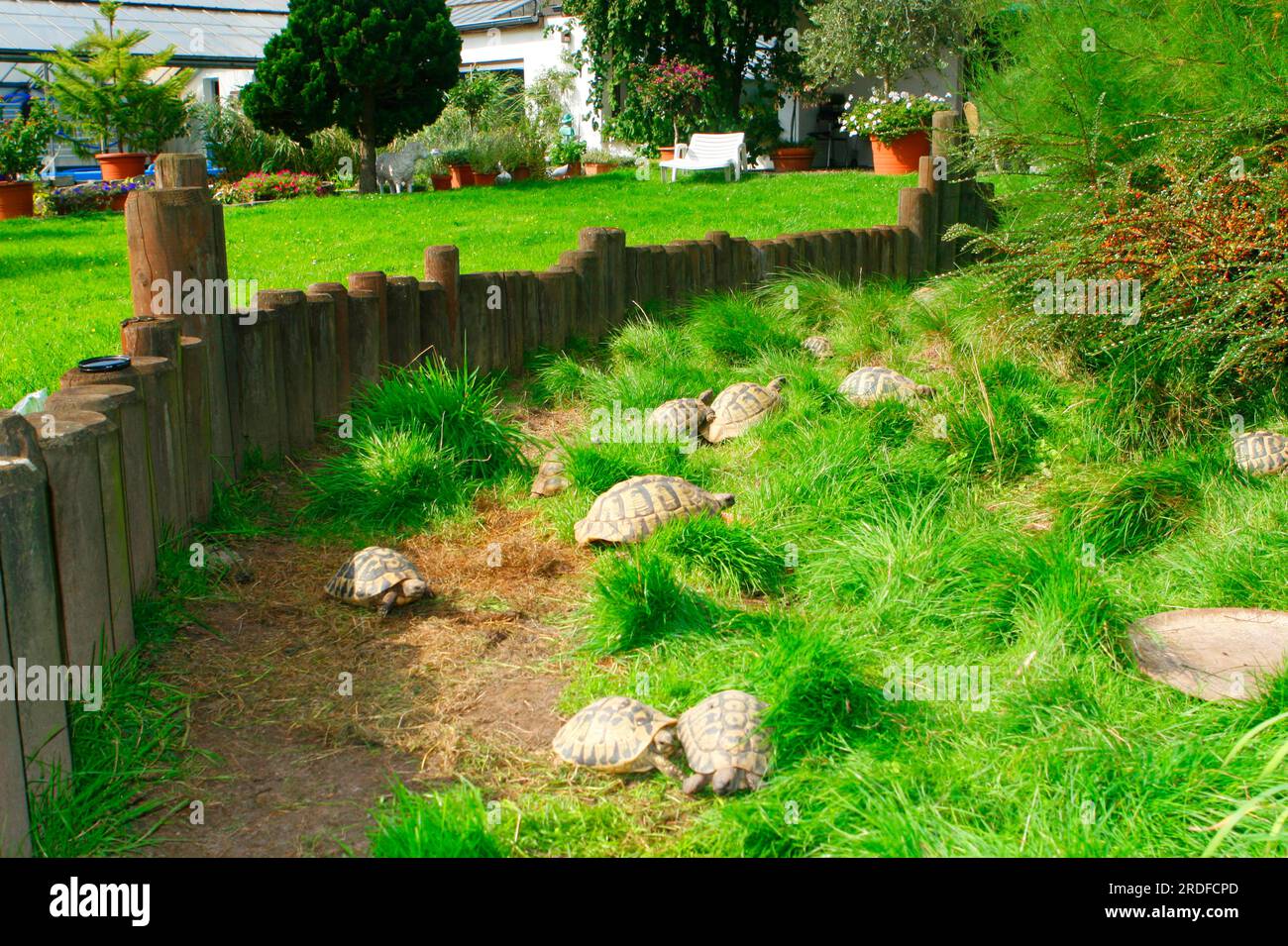 Hermann's tortoises (Testudo hermanni) in garden enclosure, Greek tortoise, enclosure Stock Photo