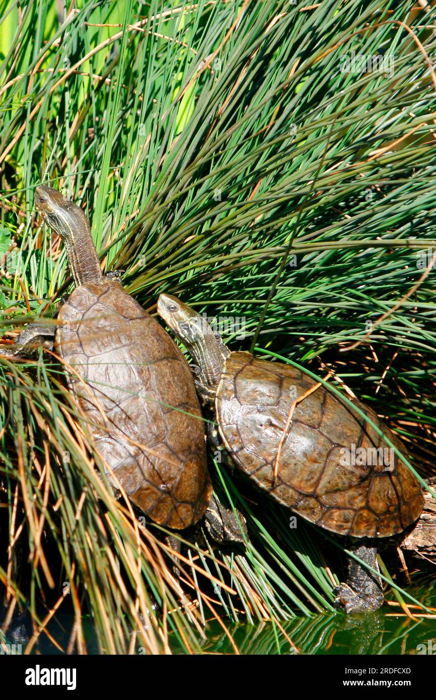 Caspian Turtles (Mauremys caspica rivulata) Stock Photo