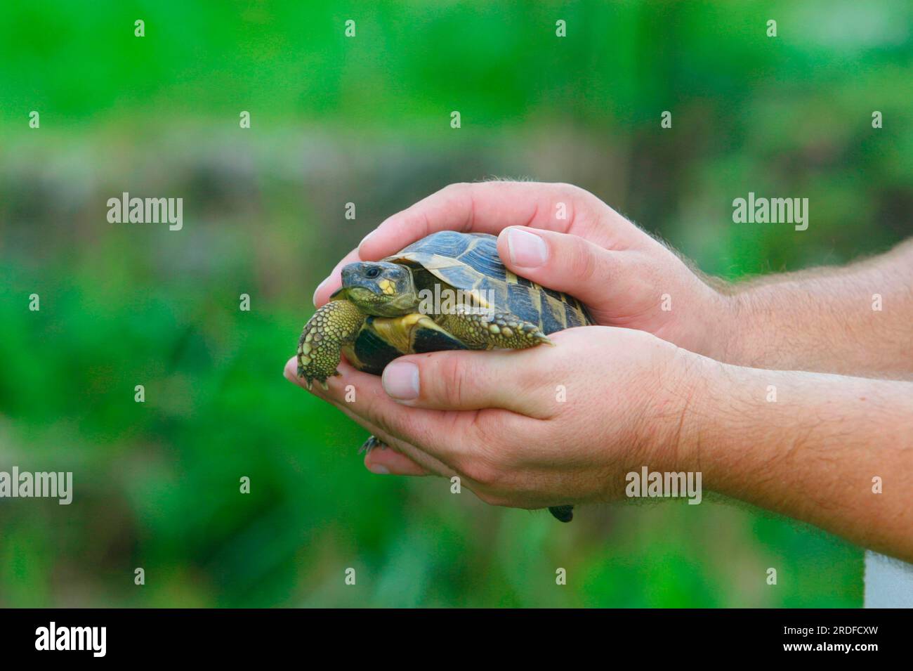 Tunisian Spur-thighed Tortoise in hands (Testudo graeca nabeulensis ...