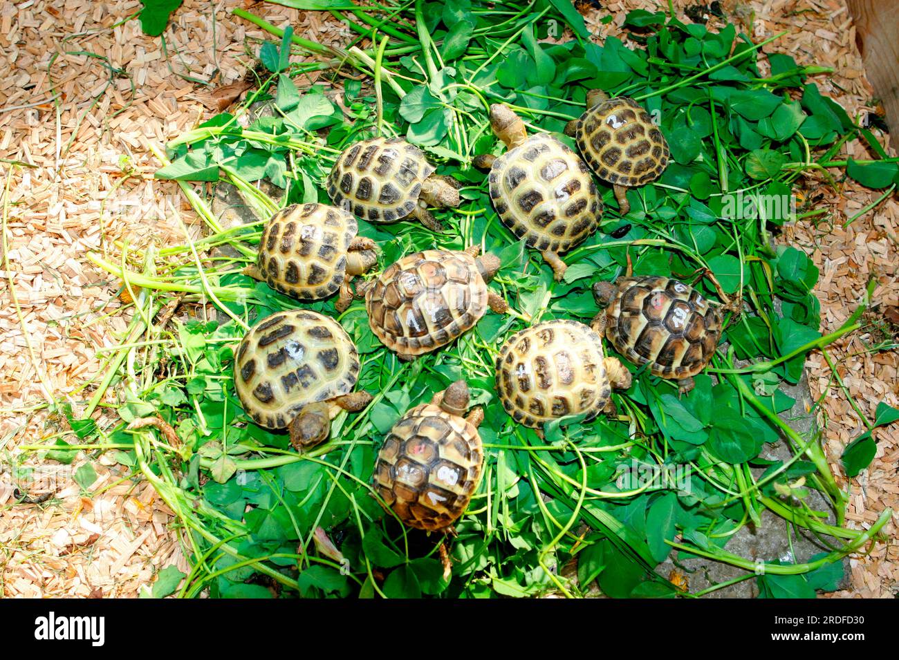 Greek Tortoises and Russian Tortoises (Testudo hermanni boettgeri) (Testudo horsfieldii horsfieldii) (Agrionemys horsfieldii), Horsfield's Tortoise Stock Photo